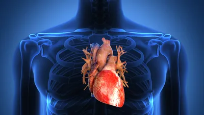 Человеческое сердце и аорта» — создано в Шедевруме