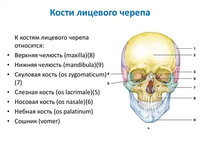 Анатомическая модель Черепа скелета человека, школьные принадлежности,  учебный инструмент | AliExpress