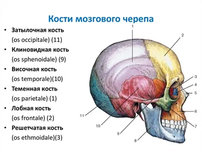 модель человеческого черепа, открытый рот черепа, люди, черепа и скелеты  png | Klipartz