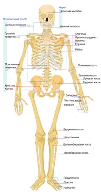 Череп человека (настоящий,не макет) | Пикабу