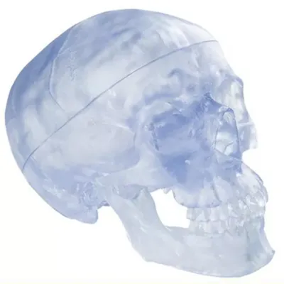 Рисунок черепа - Хэллоуин - Раскраски антистресс