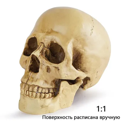 В Китае нашли череп, принадлежащий новому виду Homo - РИА Новости,  25.06.2021