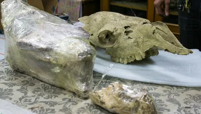 Череп человека таможенники нашли во Внуково в посылке в США: их обнаружили  при досмотре, что известно, кости - 10 апреля 2023 - msk1.ru