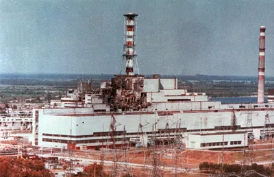 Чернобыльская природа: Сомы-гиганты и устойчивые к радиации насекомые. Как  изменилась природа Чернобыля за 35 лет? | Пикабу