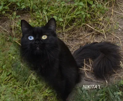 Мягкая игрушка котенок черный из меха норки Любомур с голубыми  глазамиКупить мягкая игрушка котенок черный из меха норки любомур с голубыми  глазами онлайн