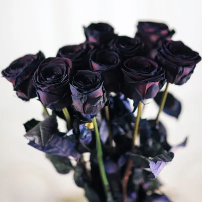 Статьи » Что означает черная роза