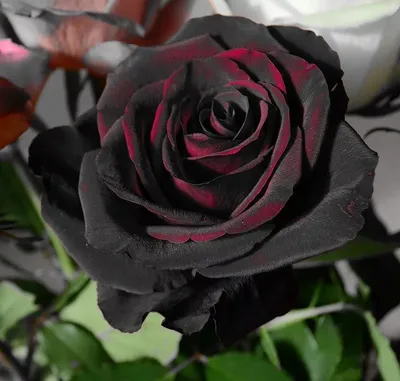Купить Букет из 25 черных роз по цене 4 500грн. от студии цветов LaVanda