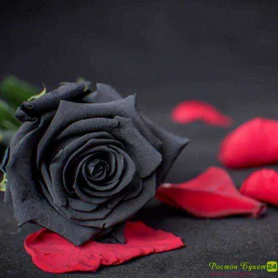 Букет 15 черных роз купить в Азове - Заказать с доставкой недорого