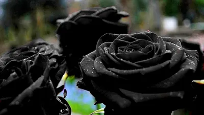 Букет из 15 чёрных роз» - купить во Владивостоке за 12 020 руб