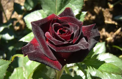 Саженцы темно-красных, черных роз, Луцк: Цветы на Agronet