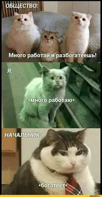 Что ты делаешь в свободное время? ••г* В какое? ''' Ну в свободное Это  какое? Когда не за / грустный кот :: смешные картинки (фото приколы) ::  котэ (прикольные картинки с кошками) /