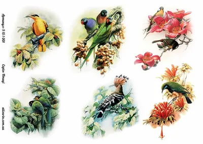 Картинки декупаж для печати: птицы и бабочки | Декупаж, Картинки, Птицы