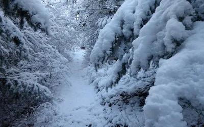 Eastern Oregon / дорога (дороги) :: снег :: фотография :: деревья ::  Природа (красивые фото природы: моря, озера, леса) / смешные картинки и  другие приколы: комиксы, гиф анимация, видео, лучший интеллектуальный юмор.