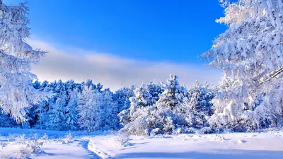 Красивый Зимний Закат С Деревьями В Снегу. Лучи Солнца И Пешеходной Дорожки  Фотография, картинки, изображения и сток-фотография без роялти. Image  71053787