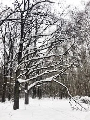 Зима, деревья, снег. | Winter scenery, Winter wallpaper, Iphone wallpaper  winter