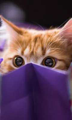 Аватарки on Viber