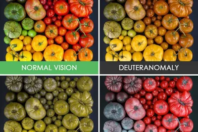 How colorblind person see the world | Briefly about color blindness! -  YouTube