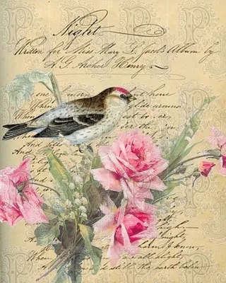 птицы для декупажа - Самое интересное в блогах | Pájaros de época,  Decoupage, Postales antiguas