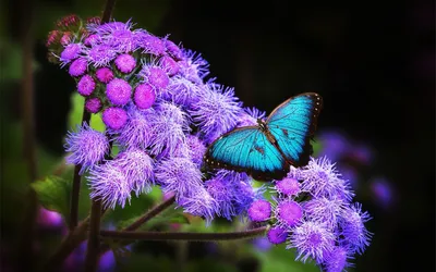 Beautiful bouquets. Красивые букеты. PNG. | Цветочное искусство, Цветочная  рамка, Радужные розы