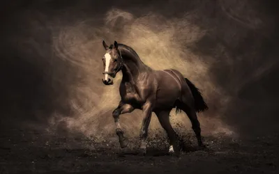 красивые картинки для декупажа лошади в высоком разрешении: 11 тыс  изображений найдено в Яндекс.Картинках | Horse wallpaper, Horses, Beautiful  horses