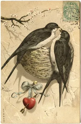 Винтажные изображения птиц для декупажа, часть 1. Vintage images of birds  for decoupage, part 1