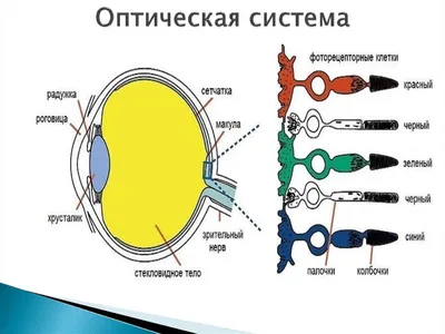 Таблицы Рабкина для проверки зрения и дальтонизма | Пикабу