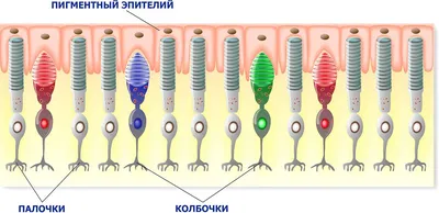 Дальтонизм: виды, типы, причины и признаки заболевания, как определить  дальтонизм у человека