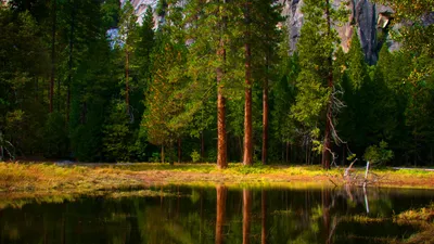 Картинка на рабочий стол леса, вода, природа, фото, красивые картинки для рабочего  стола, деревья, дерево, отражение 1600 x 900