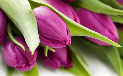 Цветы, макро, фото, обои для рабочего стола, тюльпаны | Flickr