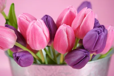Обои букет, тюльпаны, cvety, rozovyj, fioletovyj для рабочего стола #44743