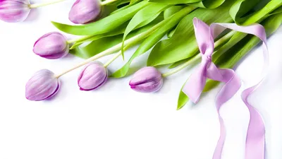 Фиолетовые цветы с бантом Обои для рабочего стола 1920x1080 | Фиолетовые  тюльпаны, Цветы, Фиолетовые цветы