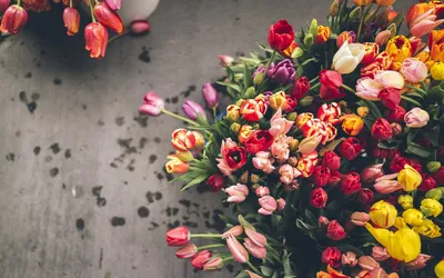 Обои тюльпаны, цветы, лежат, бутоны картинки на рабочий стол, фото скачать  бесплатно