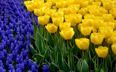 Свежие натуральные тюльпаны процветают цветок весны. Фон рабочего стола на  фон. Красный и белый цвет тюльпанов в цветени Стоковое Фото - изображение  насчитывающей сад, головка: 176144390
