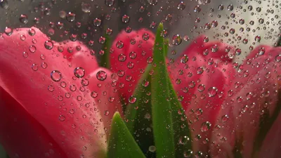 Красивые обои на рабочий стол тюльпаны - 70 фото