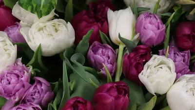 Обои Сиреневый тюльпан, картинки - Обои для рабочего стола Сиреневый тюльпан  фото из альбома: (цветы)