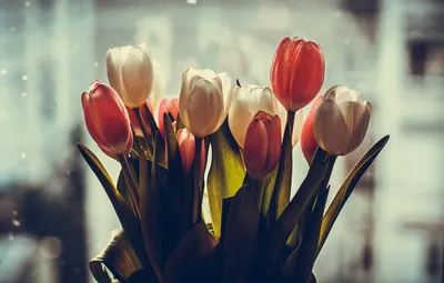 Обои для рабочего стола Тюльпаны Цветы
