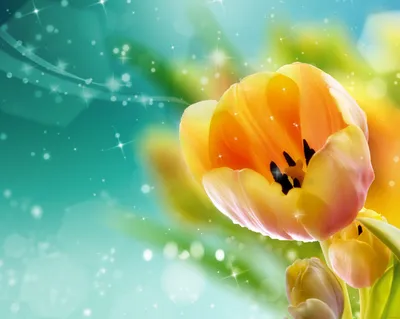 Скачать обои Тюльпаны полевые на рабочий стол из раздела картинок Цветы