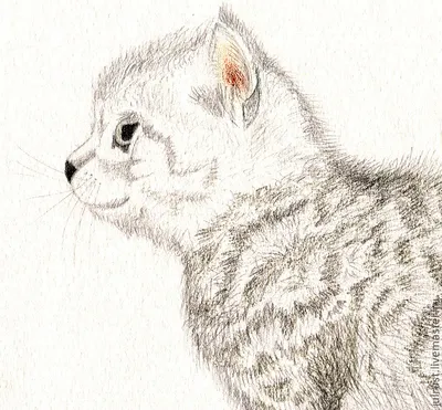 Рисунки для срисовки кошки милые - 87 фото