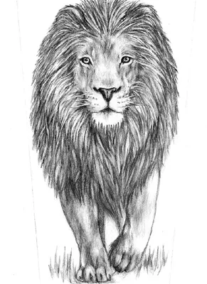 Рисунок маленького льва (20 фото) » Рисунки для срисовки и не только
