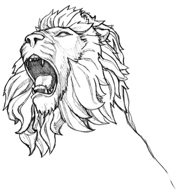 Картинки льва для срисовки - 65 фото