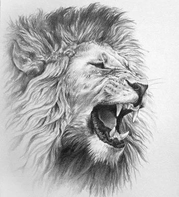 Академический рисунок льва - 55 фото