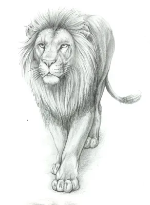 Картинки льва для срисовки (24 фото) - shutniks.com