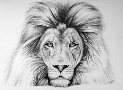 Картинки для срисовки лев - 65 фото