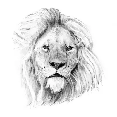 Рисунок льва карандашом для срисовки - 84 фото