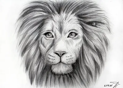 Картинки льва для срисовки - 65 фото