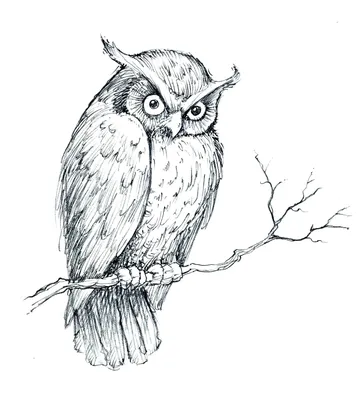 Как нарисовать сову. Простой рисунок. How to draw an owl. Simple drawing. -  YouTube