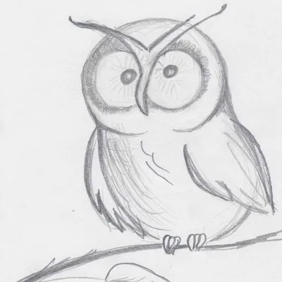 Как нарисовать сову карандашом поэтапно легко и красиво