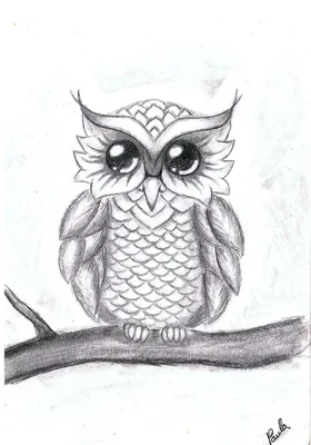 Картинка логотип сова ❤ для срисовки