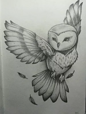Картинки совы карандашом для срисовки