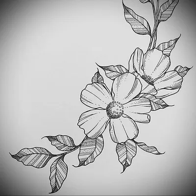 Картинки для срисовки: цветы (рисунки цветов карандашом) | Марина Уляхина |  Дзен